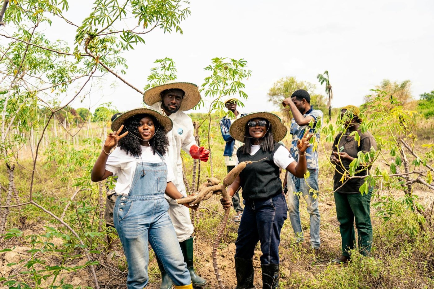 Cassava harvest, Nigeria